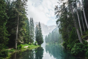 Trees Rivers 01 300x200