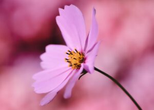 Cosmea 6533788 1280 300x214
