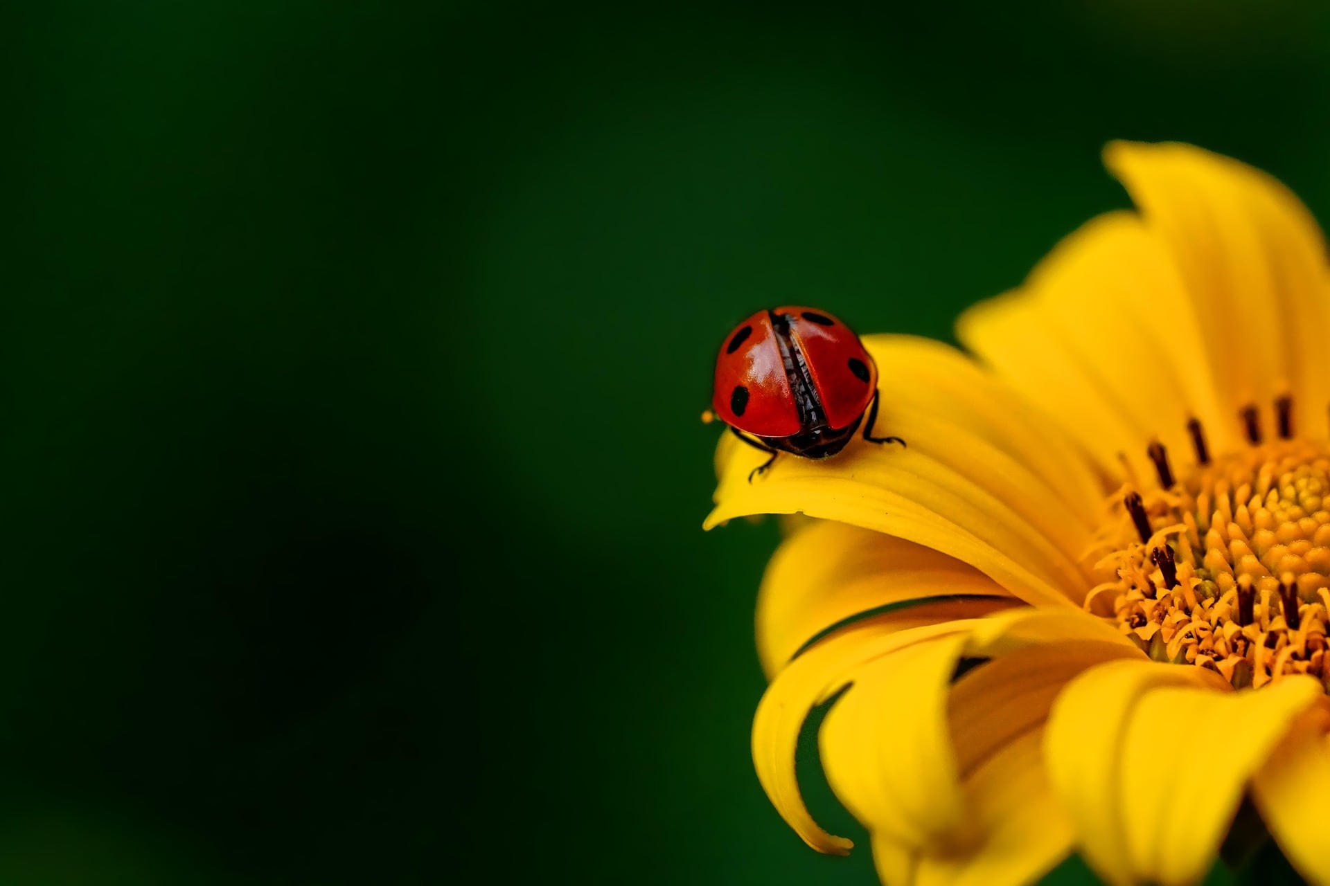 Ladybug 3475779 1920