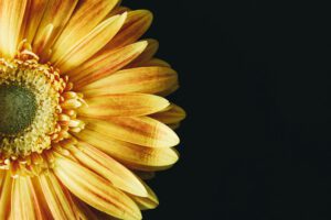 Paevalill 300x200